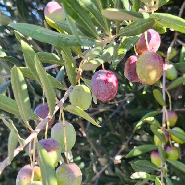 Our Family Farm and Tradition – Living in Harmony with Nature, Holiday Home Olives Garden – Villas for Rent – Kucine – Croatia SOLIN