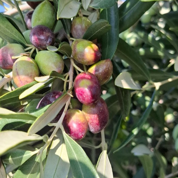 Our Family Farm and Tradition – Living in Harmony with Nature, Holiday Home Olives Garden – Villas for Rent – Kucine – Croatia SOLIN