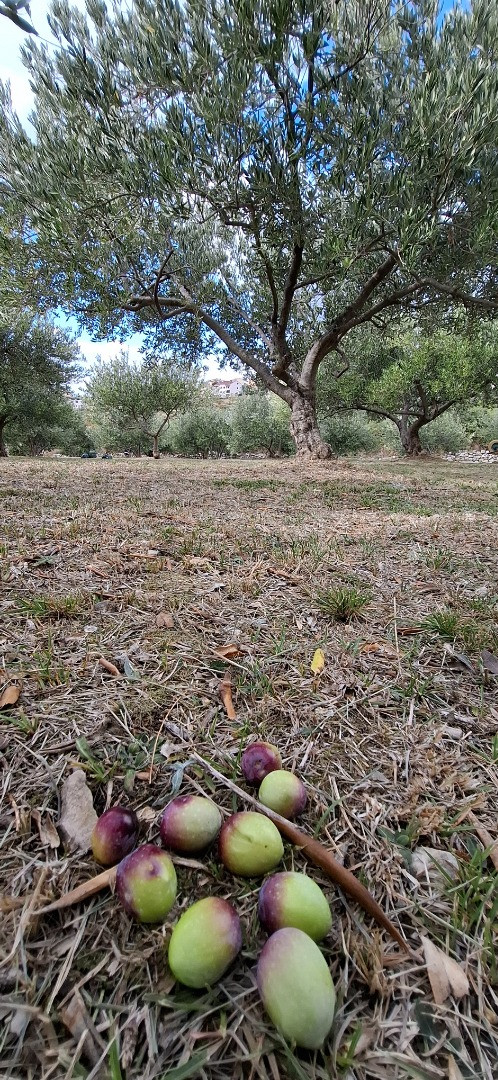 Our Family Farm and Tradition – Living in Harmony with Nature, Holiday Home Olives Garden – Villas for Rent – Kucine – Croatia SOLIN