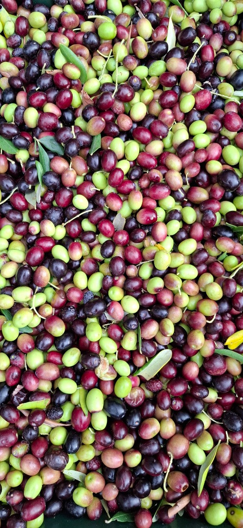 Olive Oil and Wine Tasting – The Flavours of Dalmatia, Holiday Home Olives Garden – Villas for Rent – Kucine – Croatia SOLIN