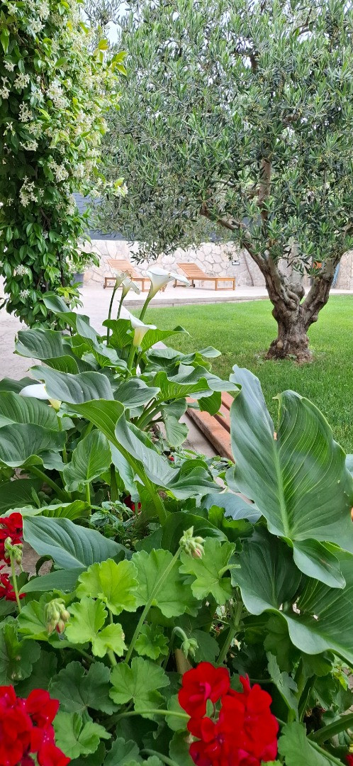 Holiday Home Olives Garden – Villas for Rent – Kucine – Croatia SOLIN