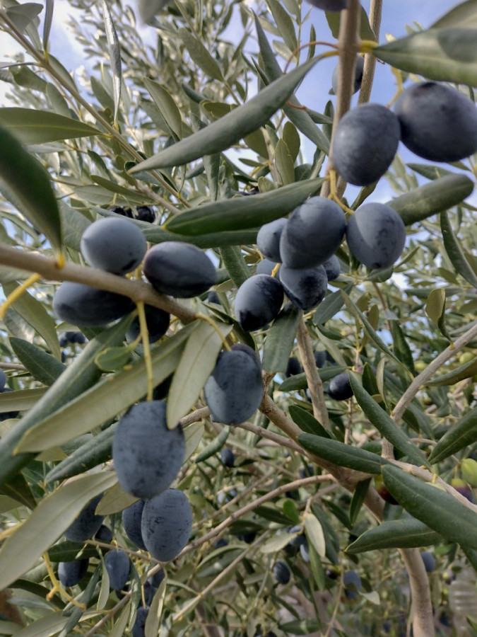 Olives Garden Kučine, Holiday Home Olives Garden – Villas for Rent – Kucine – Croatia SOLIN