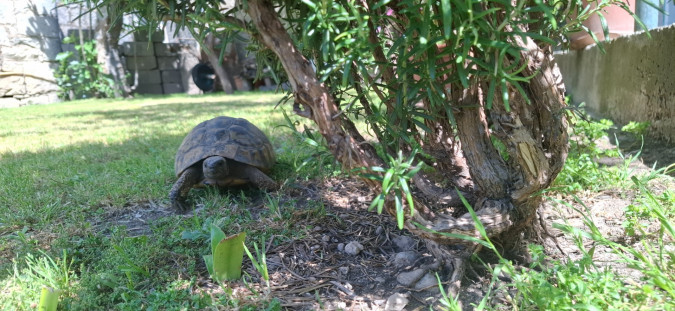 Holiday Home Olives Garden – Villas for Rent – Kucine – Croatia SOLIN