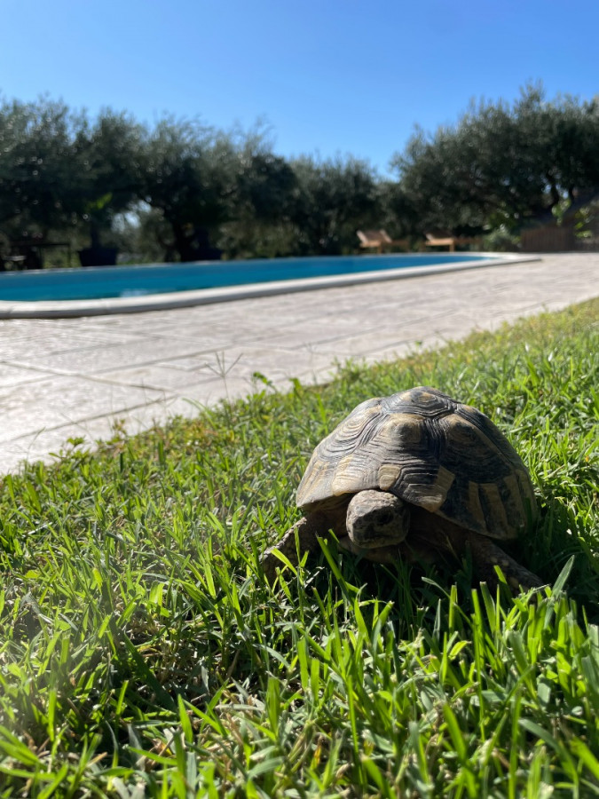 Olives Garden Kučine, Holiday Home Olives Garden – Villas for Rent – Kucine – Croatia SOLIN