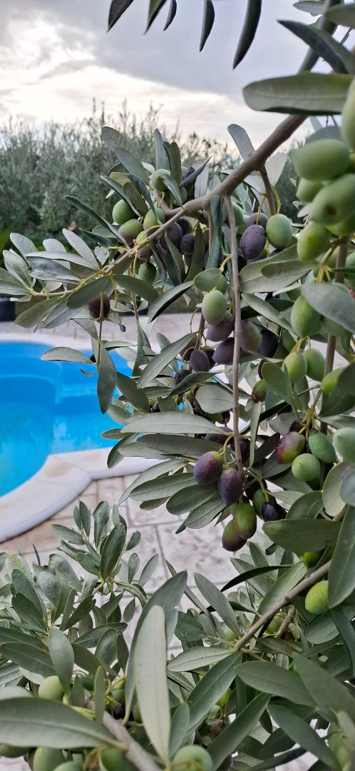 Olives Garden Kučine - An oasis of peace and luxury among olive groves, with unforgettable views of the sea and nature, Holiday Home Olives Garden – Villas for Rent – Kucine – Croatia SOLIN